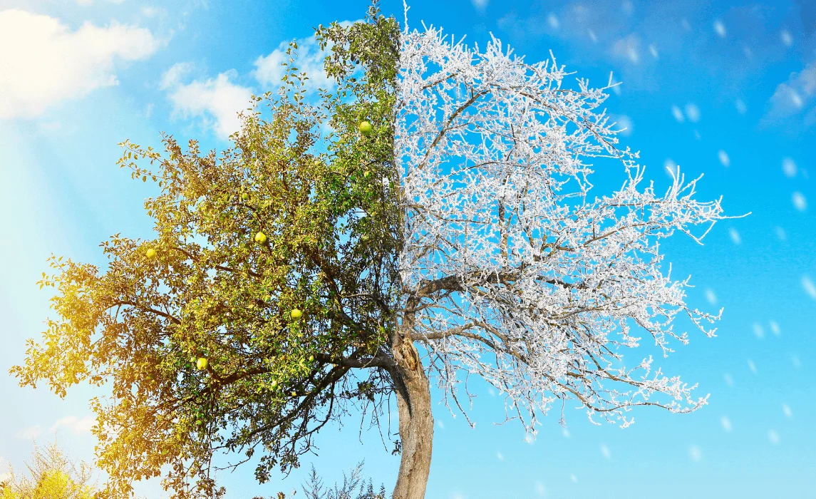 tree with green leaves to the left and frozen leaves to the right