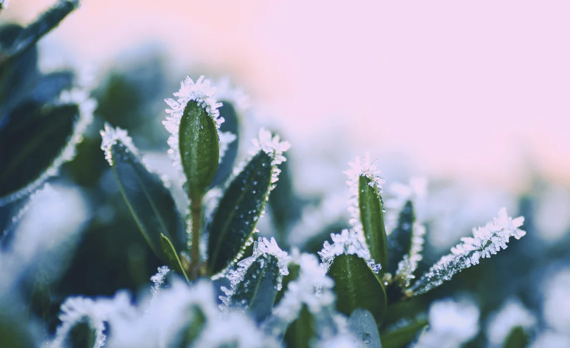 leaves with frost on them