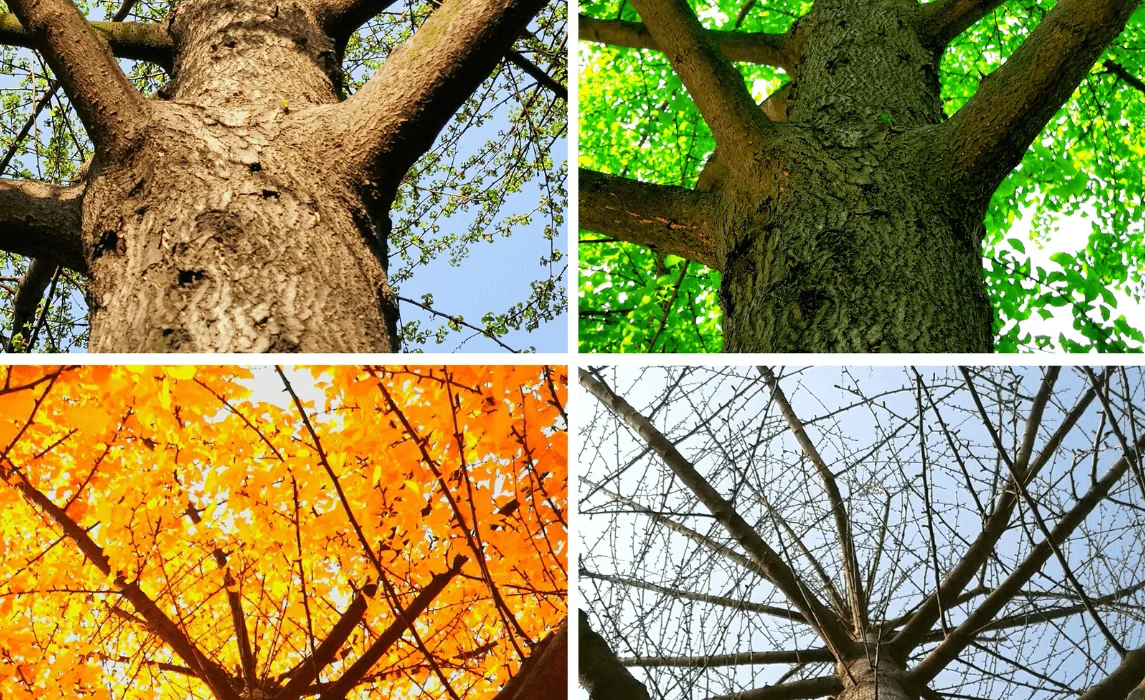 gree in 4 seasons