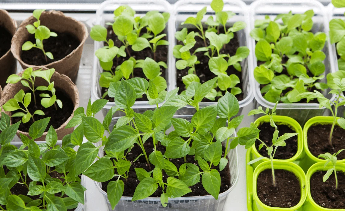 small plants in planters