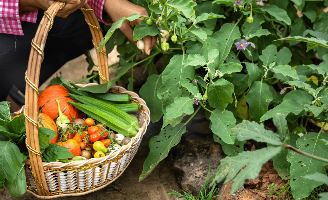 persona harvesting using a basket