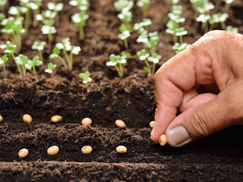 Planting Calendar For Beginners