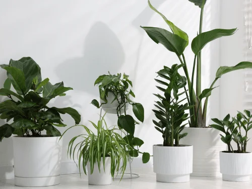 Best Indoor Plants For People With Allergies