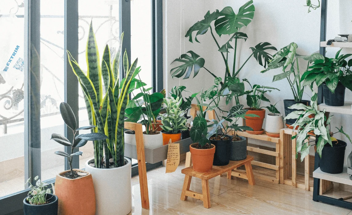 Best Indoor Plants For People With Allergies