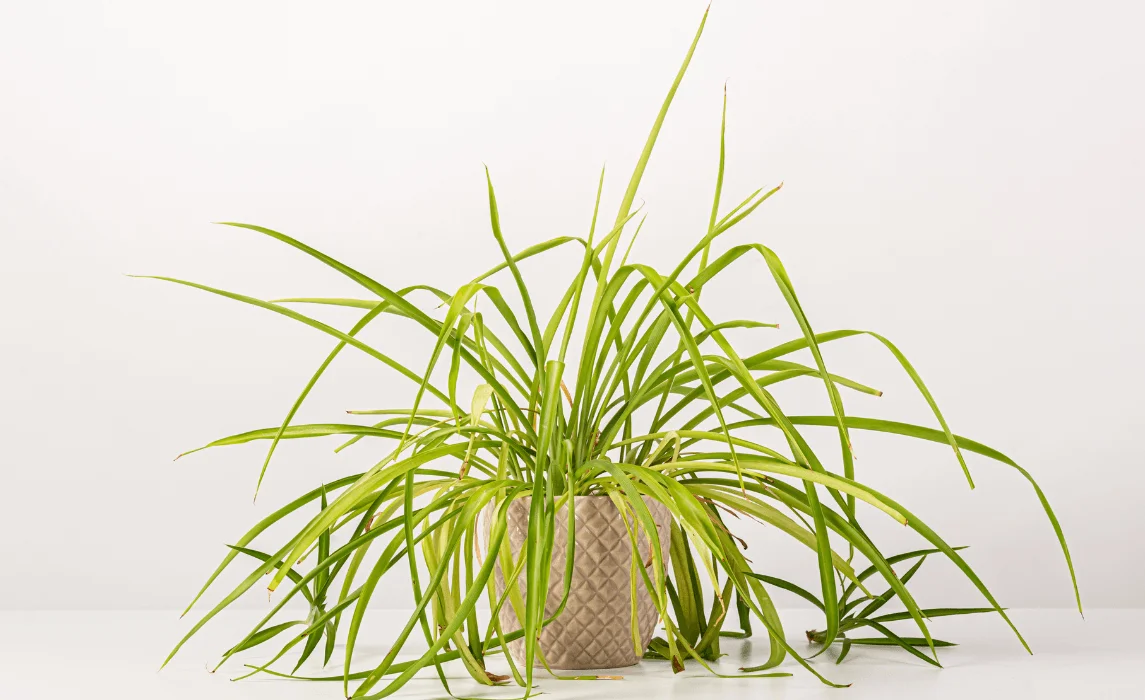 Spider Plant