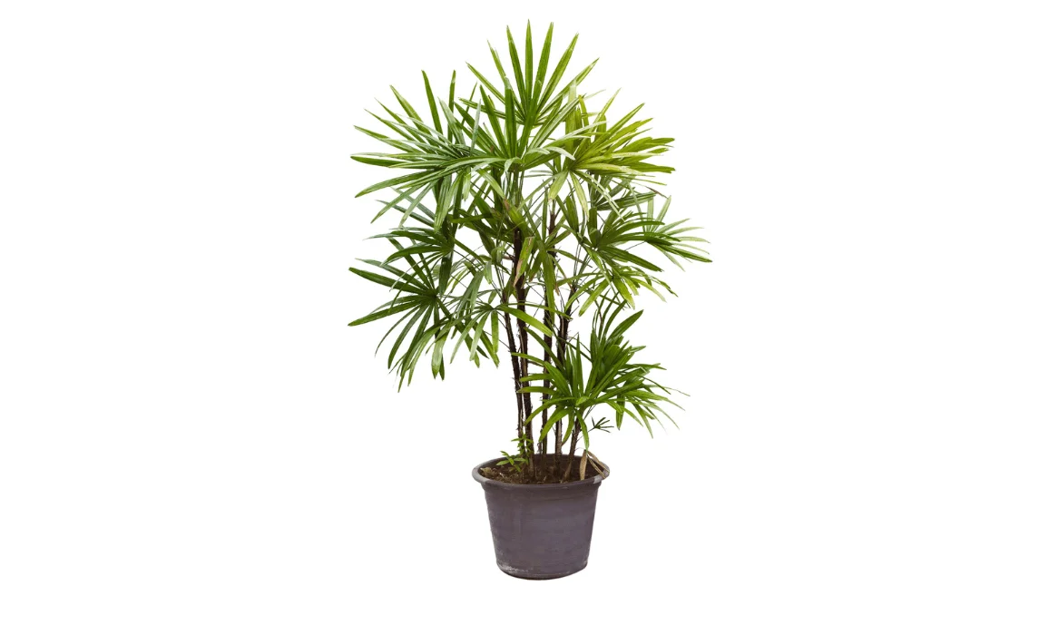 Lady Palm
