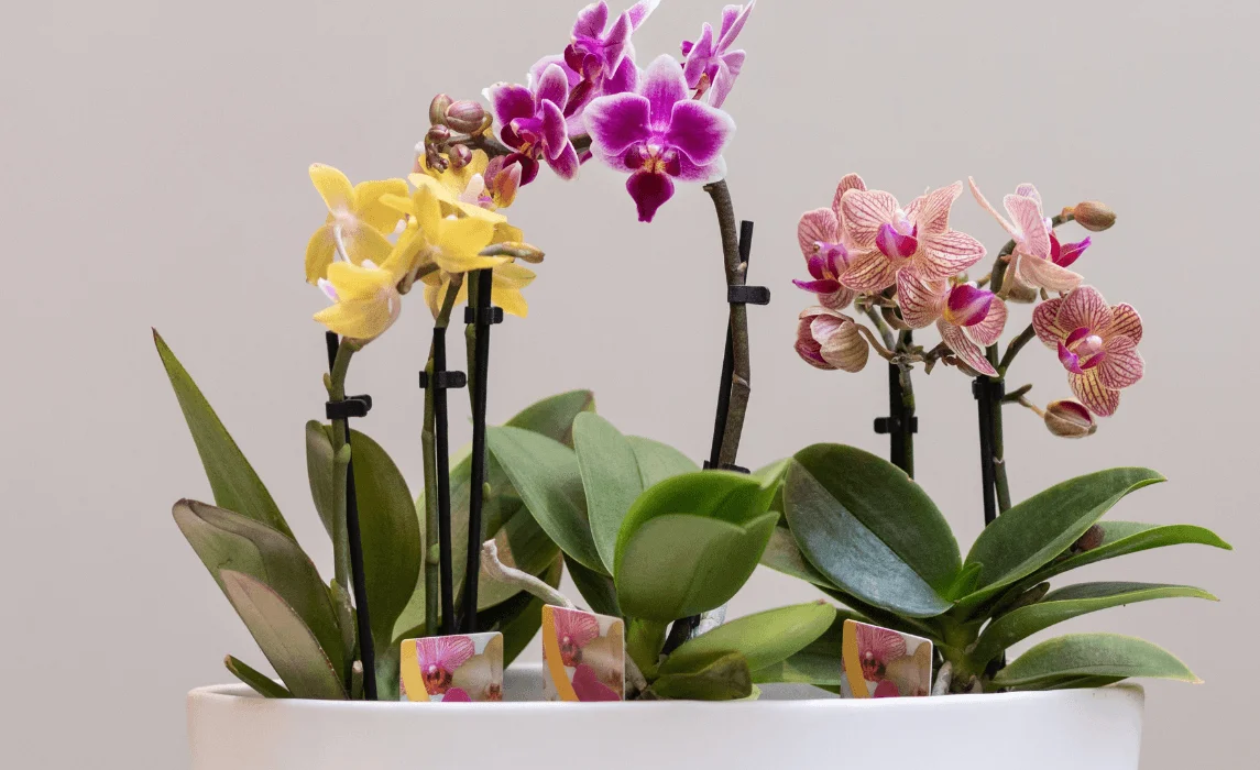 Moth Orchid plants