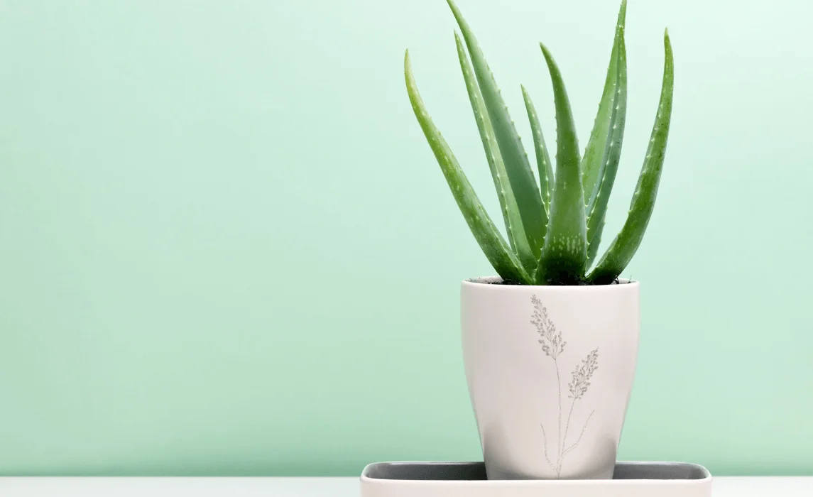 Aloe Vera plant in a pot