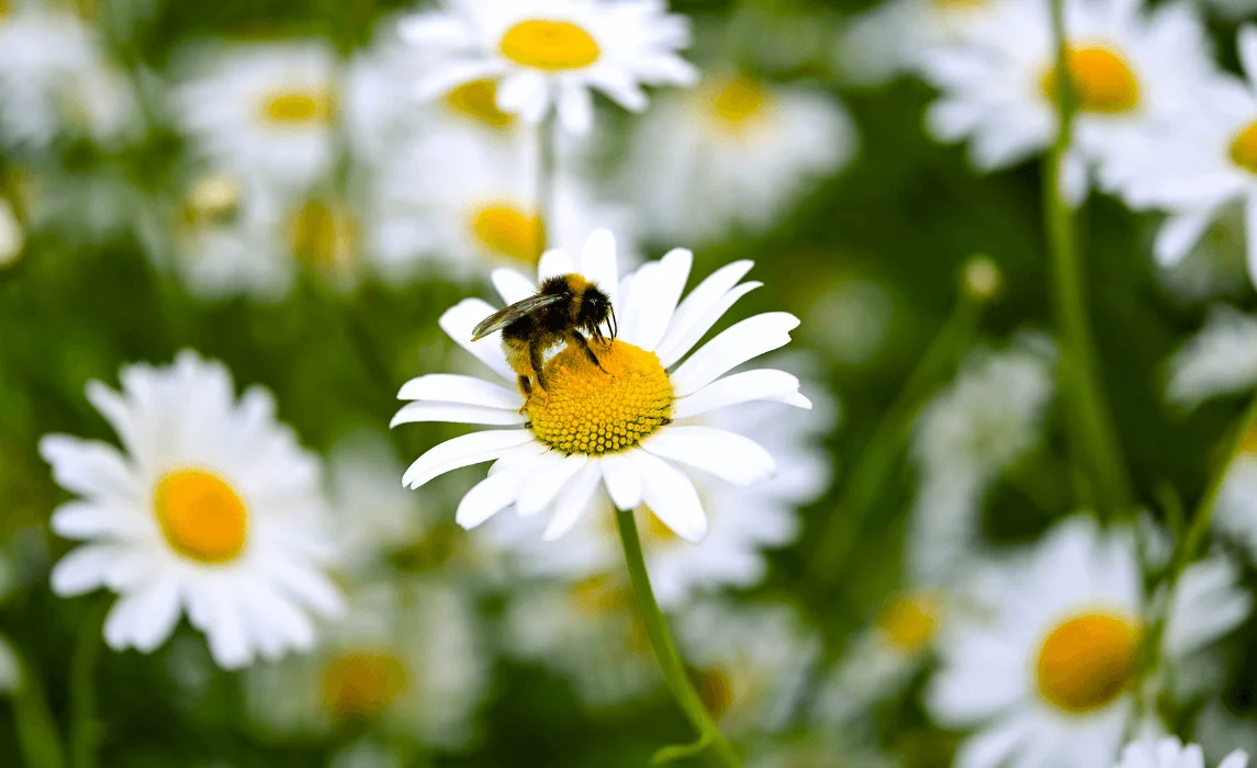 How to Plant a Bee Friendly Pollinator Garden
