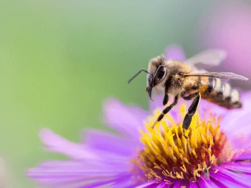 How to Plant a Bee Friendly Pollinator Garden