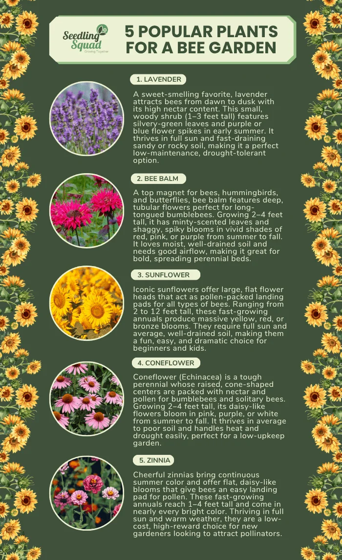 5 popular plants for a bee garden infographics