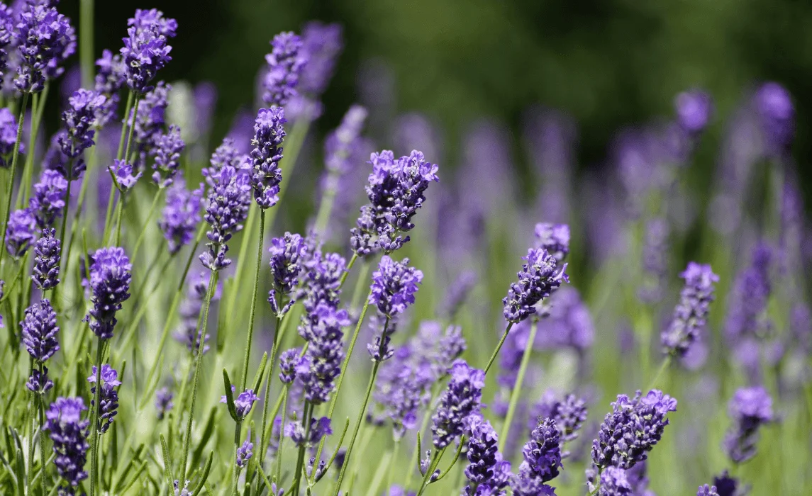 lavender closeup