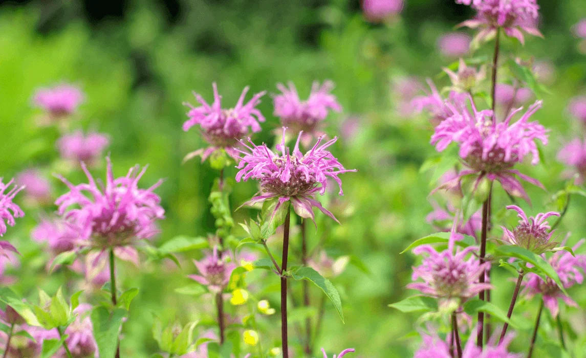 Bee Balm closeup