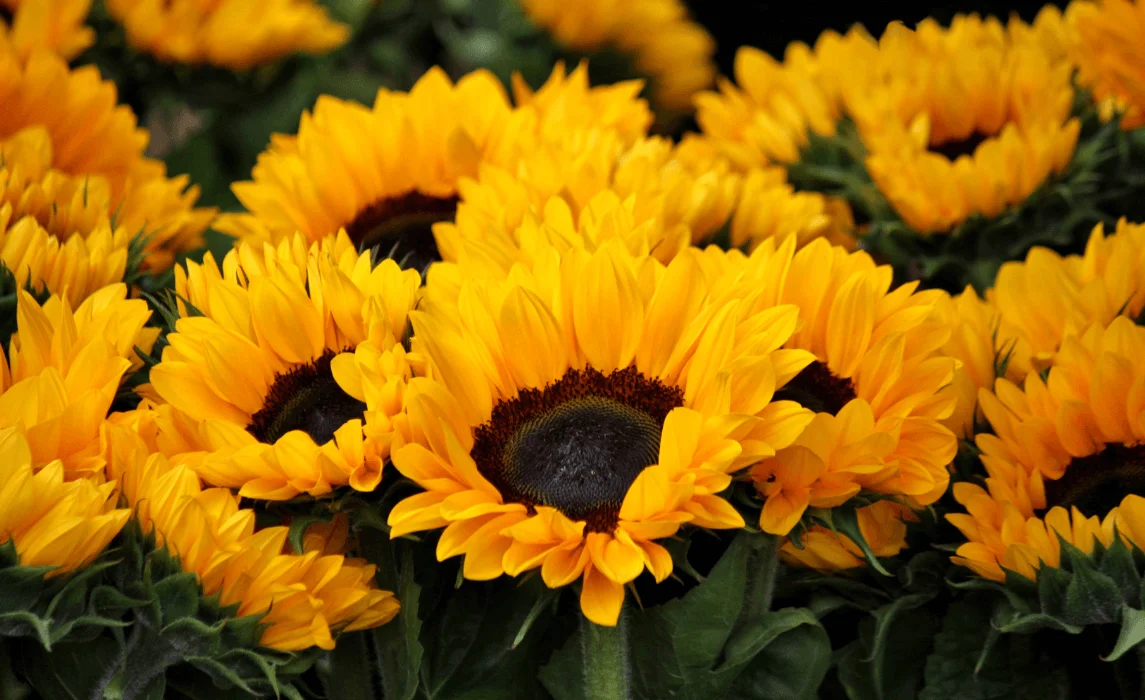 Sunflower closeup