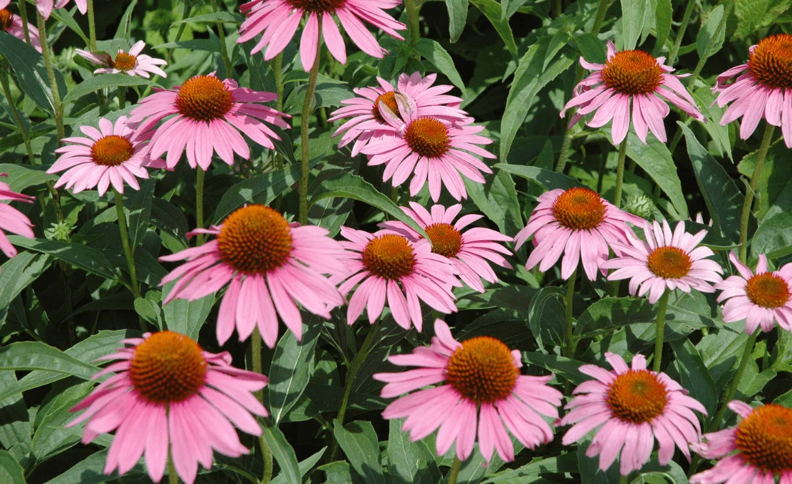 Coneflower closeup