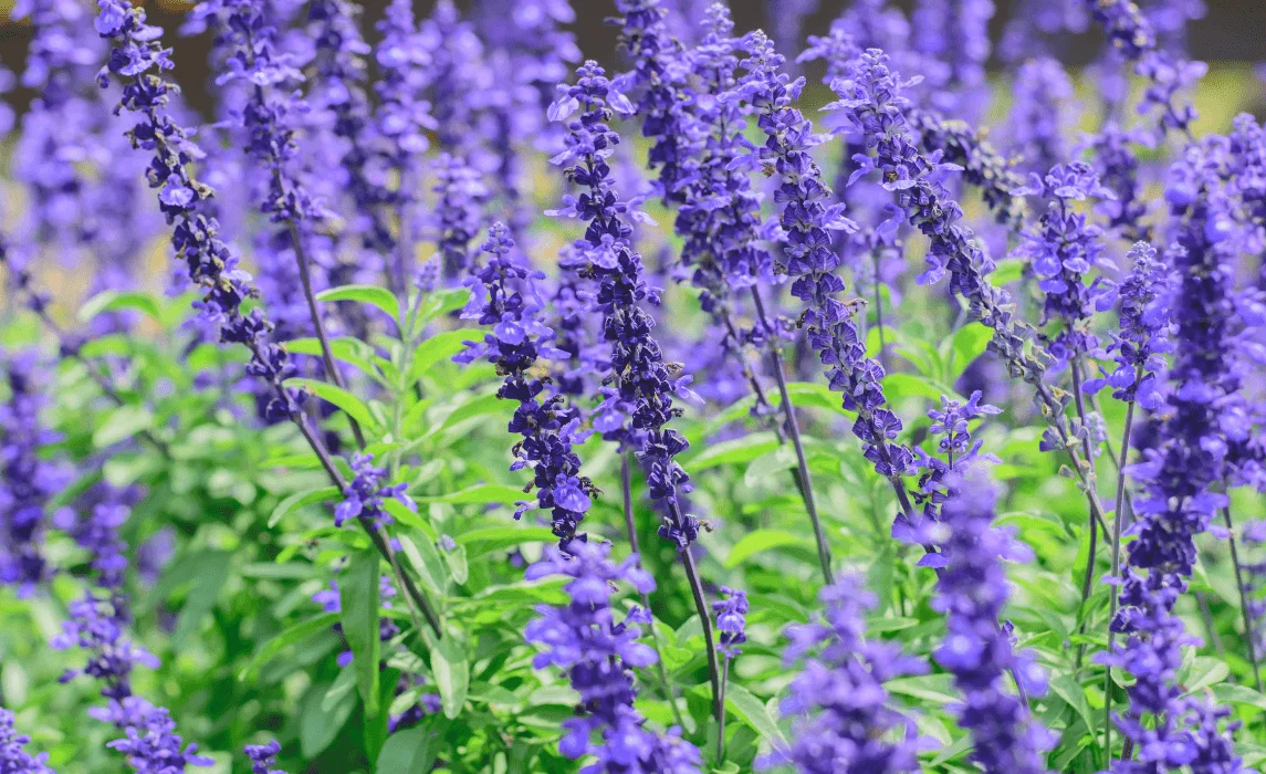 Salvia closeup