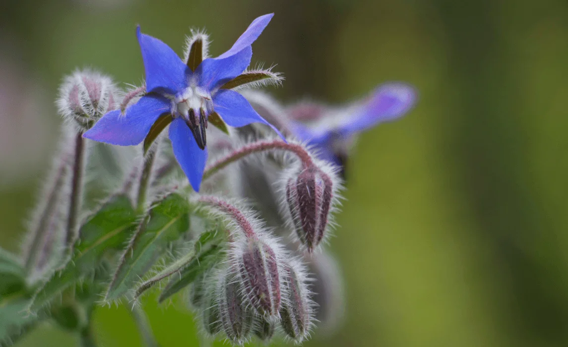 Borage closeup