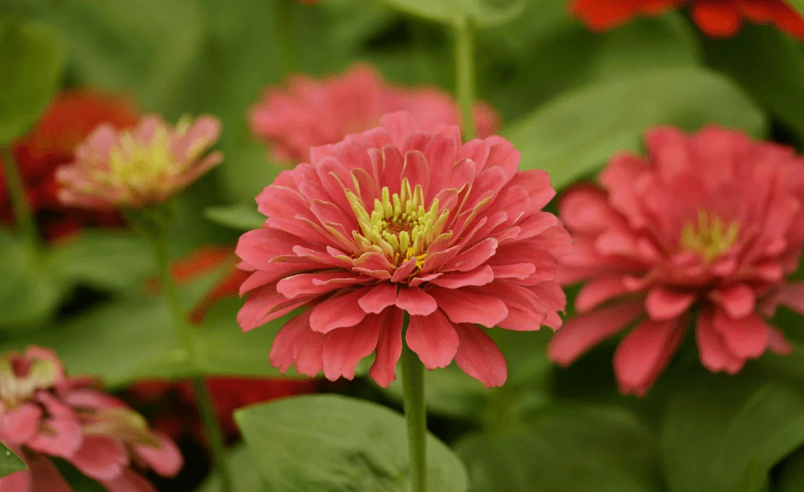 Zinnia closeup