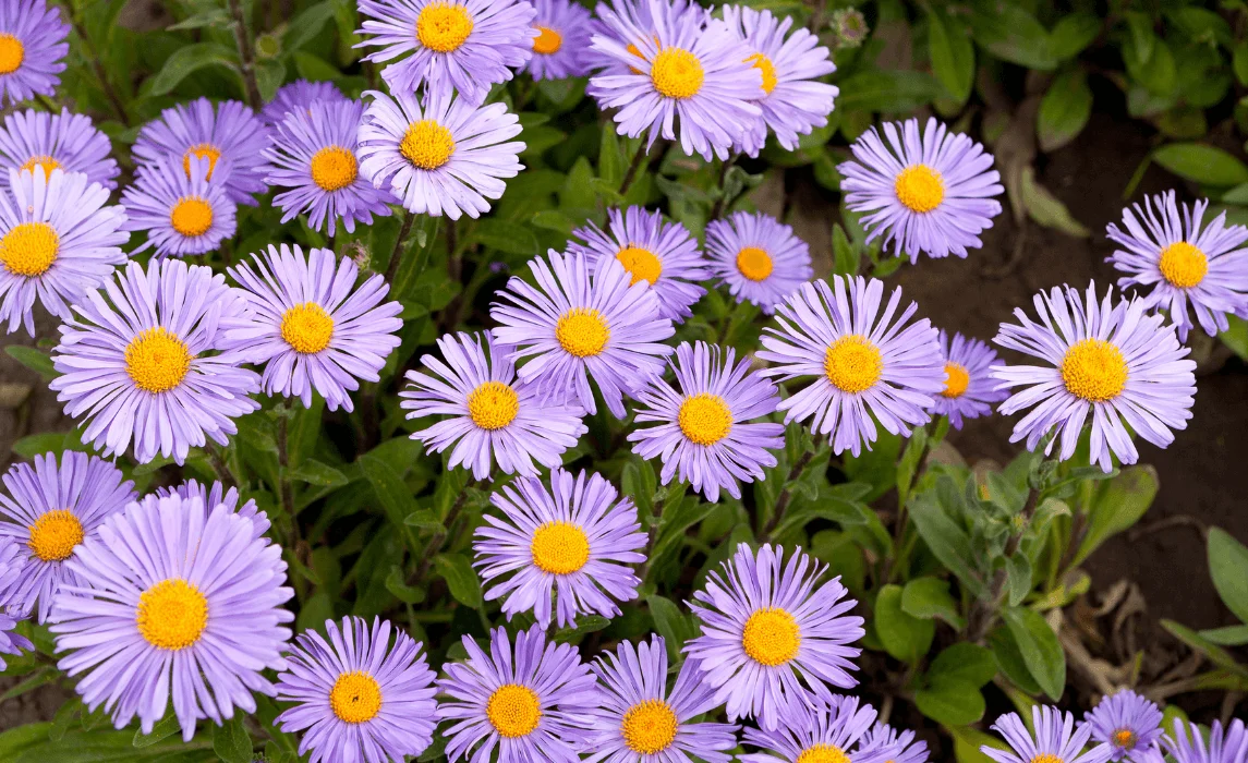 Aster closeup