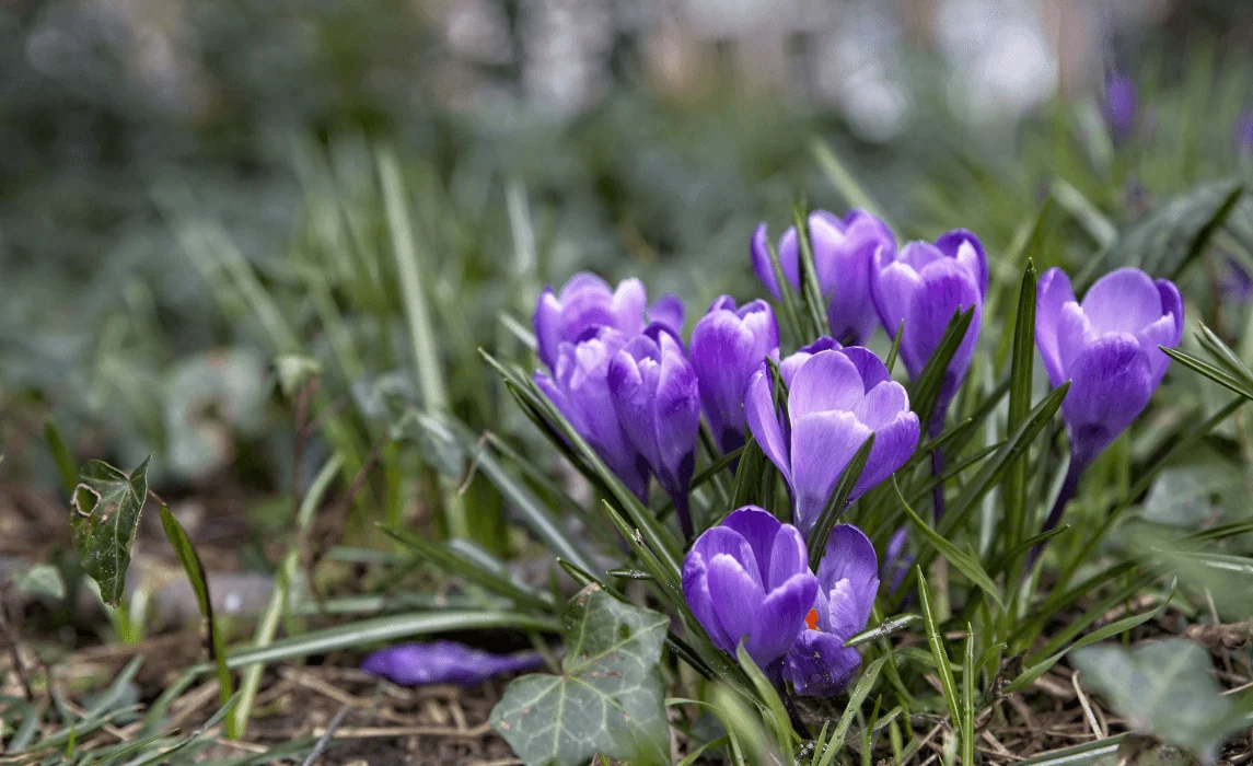 Crocus closeup