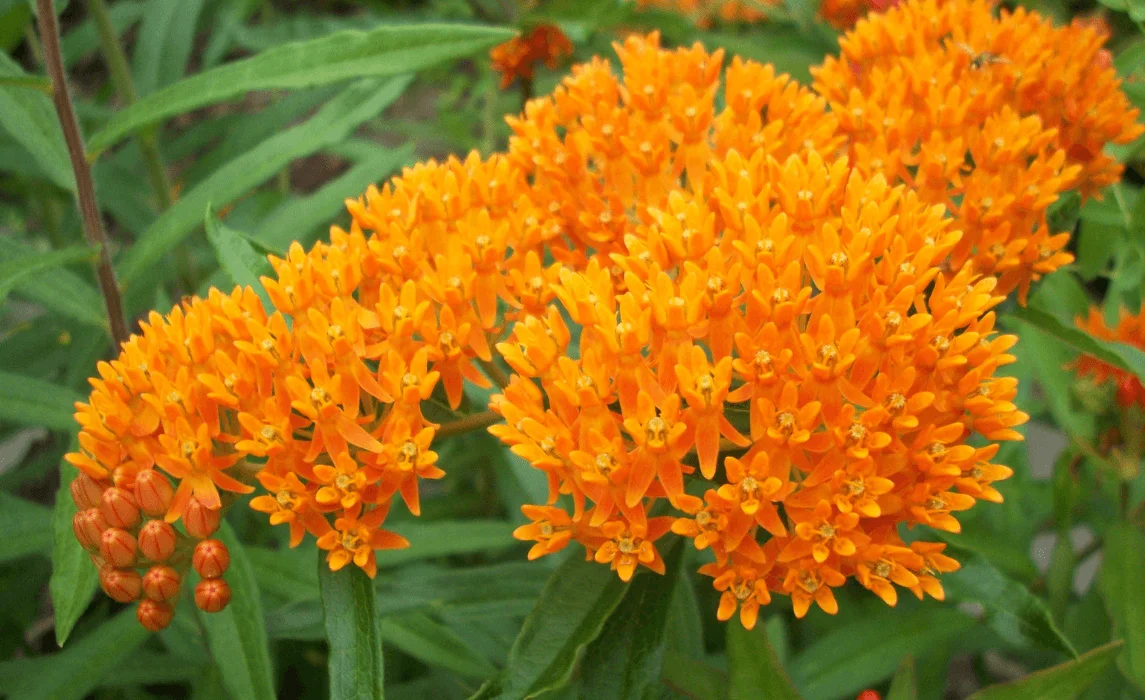 Milkweed closeup