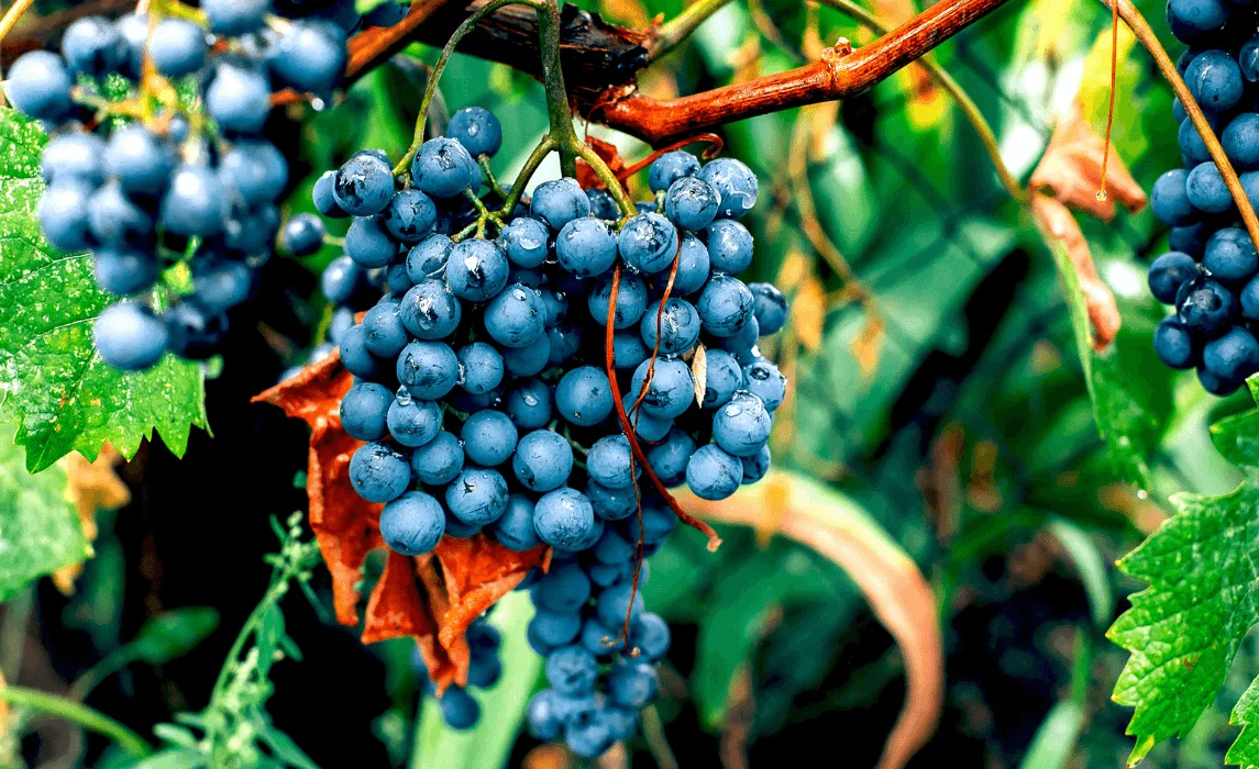 Concord grape