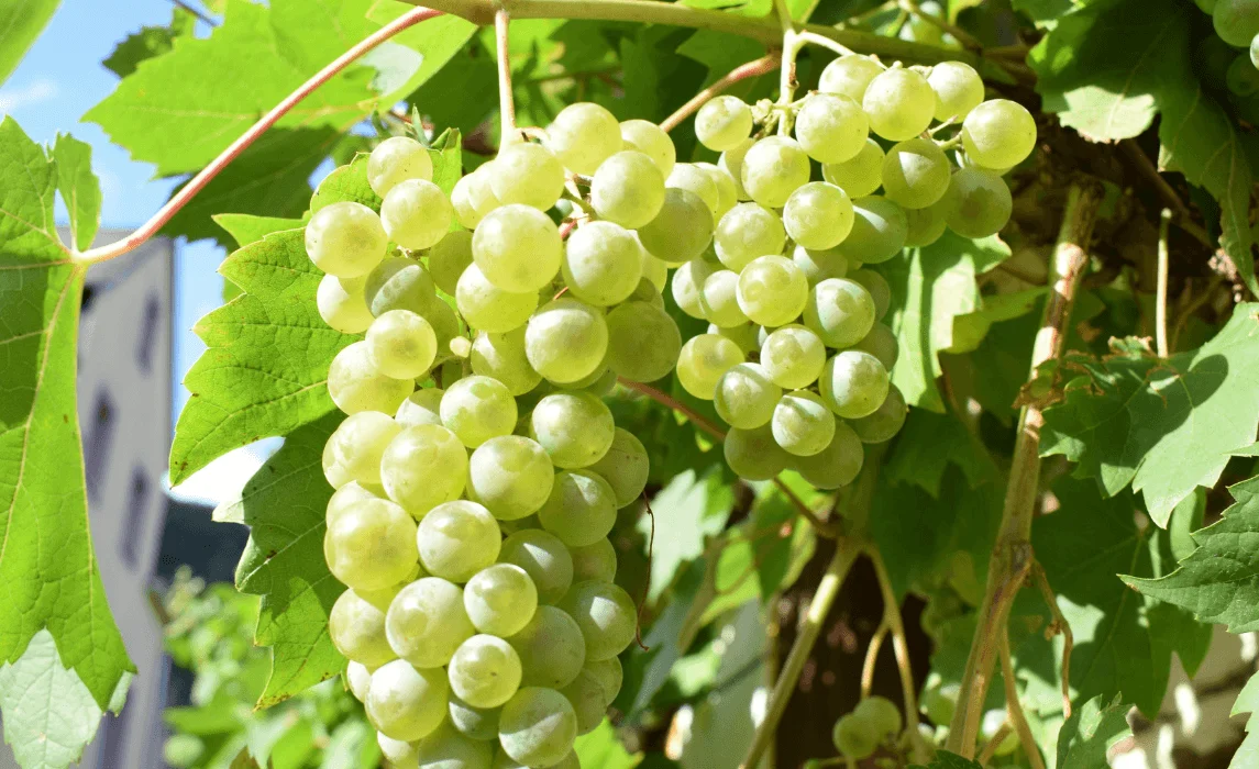 Seedless grape varieties
