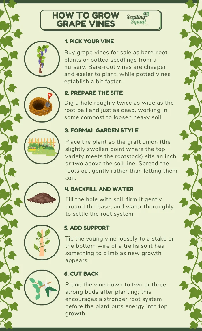 How to Grow Grape Vines infographics