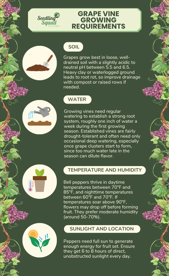 Grape Vine Growing Requirements infographics