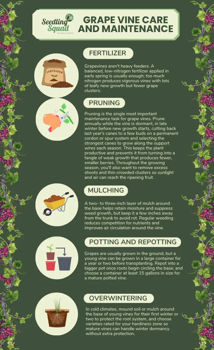 Grape Vine Care and Maintenance infographics