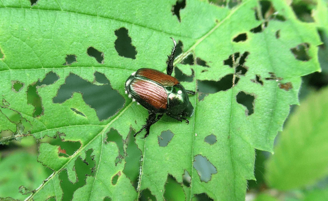 Japanese beetles, grape berry moths, and aphids