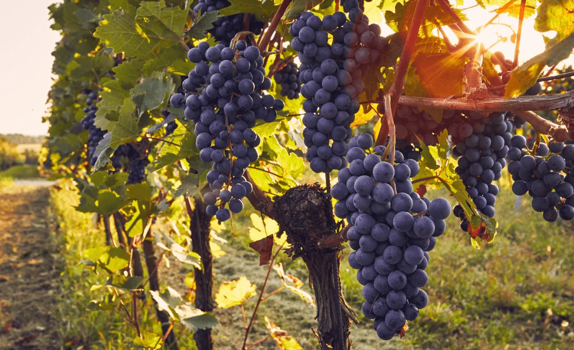 Planting and Growing Grape Vines