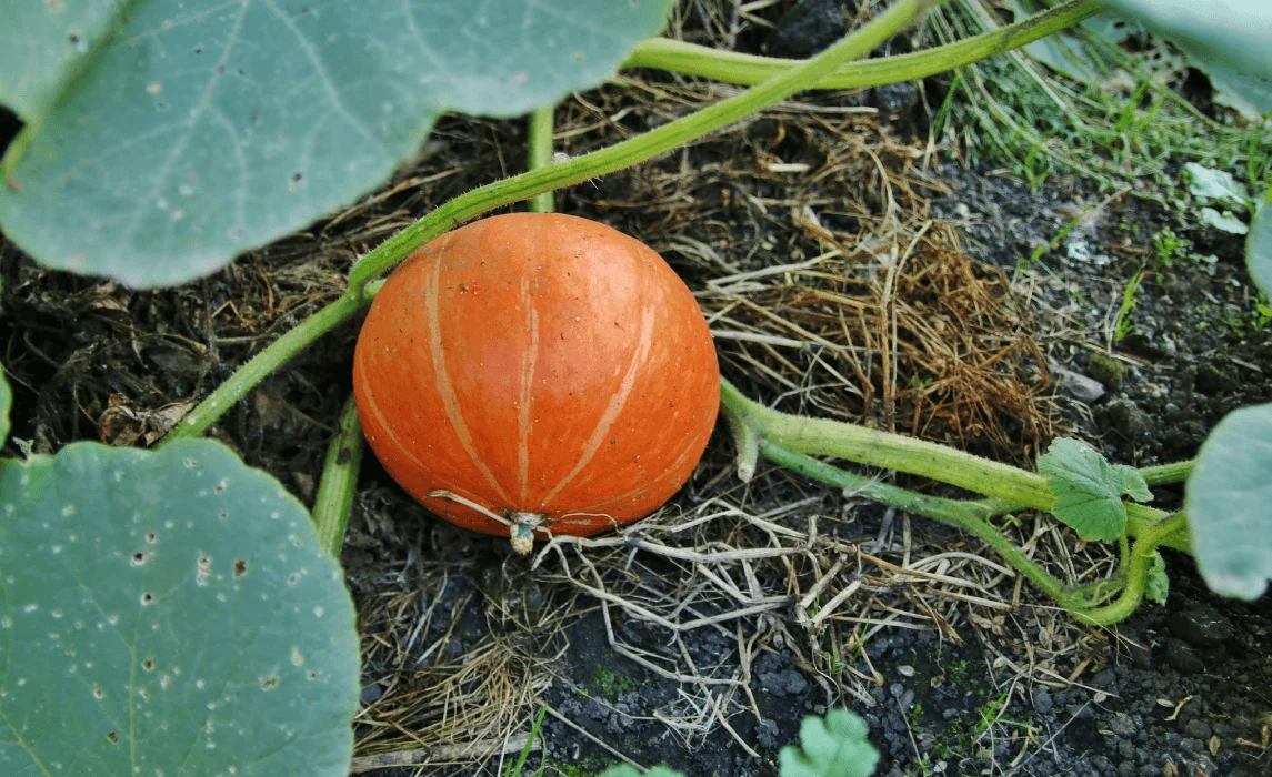 How to Grow Pumpkins in a Home Garden