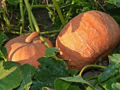 How to Grow Pumpkins in a Home Garden