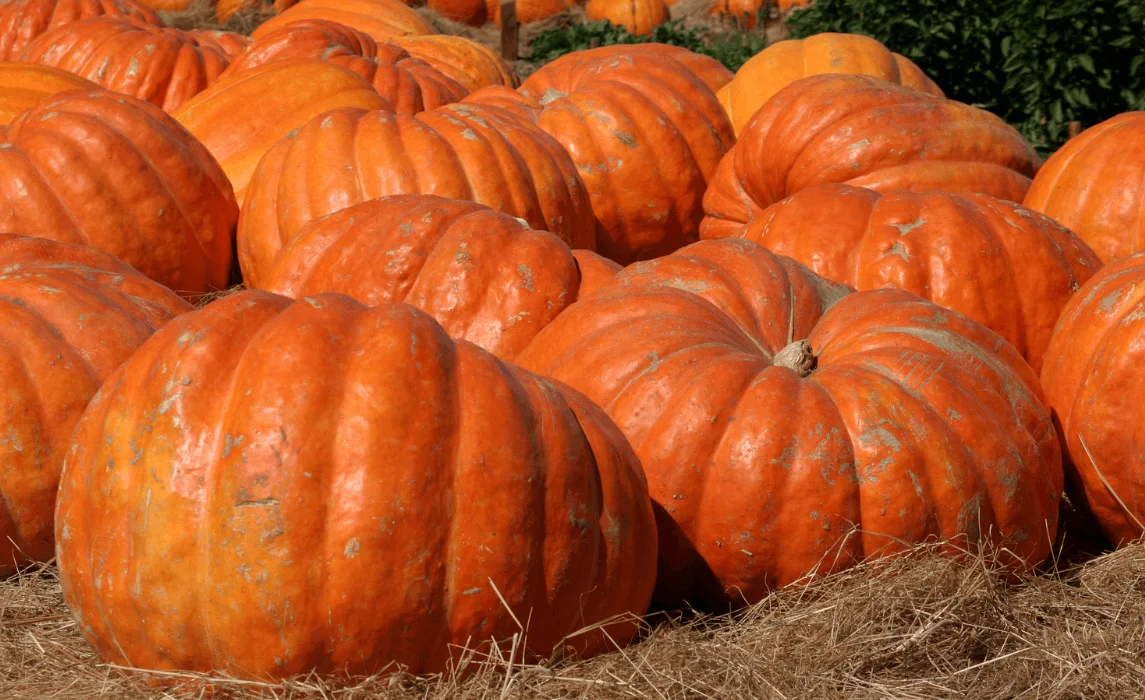 Giant pumpkin types