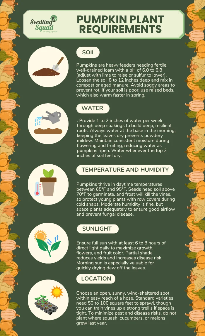 Pumpkin Plant Requirements infographic