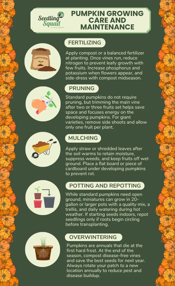 Pumpkin Growing Care and Maintenance infographic
