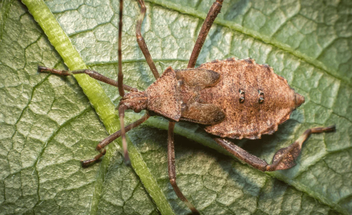 closeup of pest on a leaf
