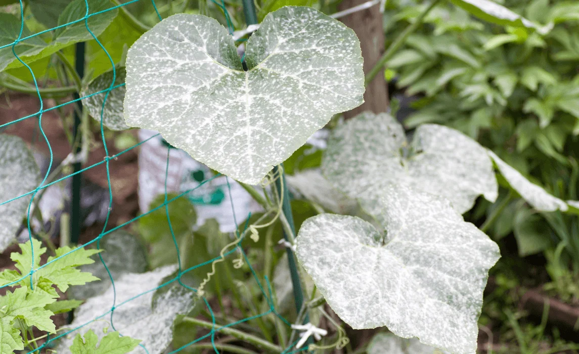 closeup of powdery mildew on leaves