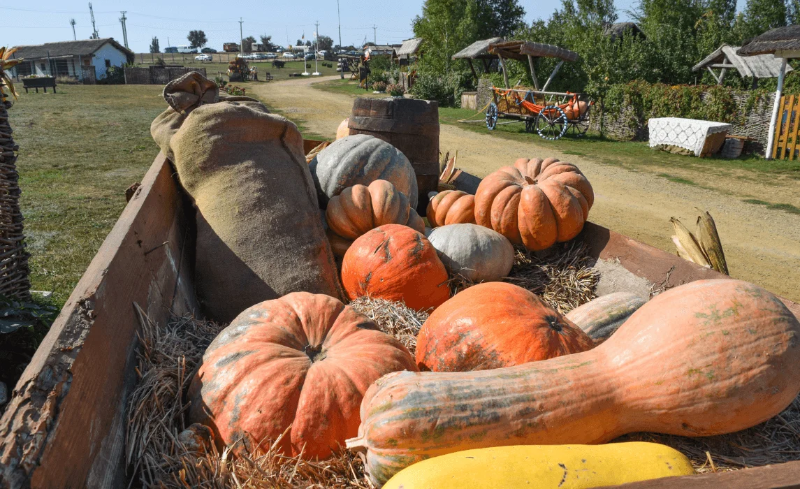 pumpkin harvesting