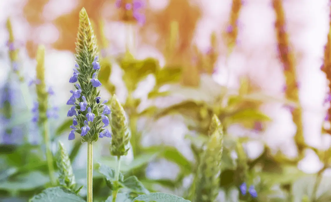Grow and Care for Chia Plant Sprouts