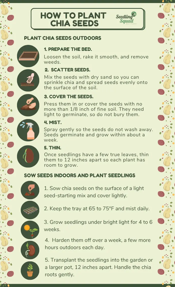 How to Plant Chia Seeds infographics