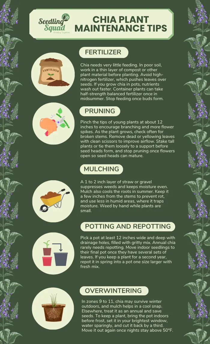 Chia Plant Maintenance Tips infographics