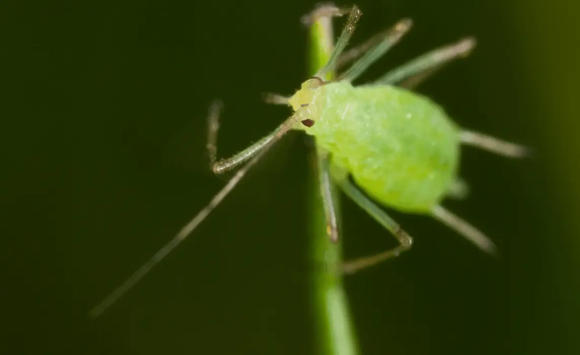 aphid zoom in image