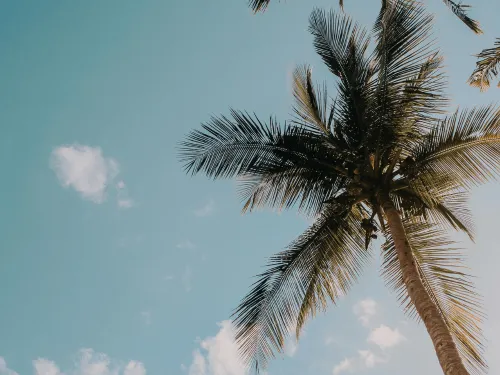 How To Grow Palm Trees