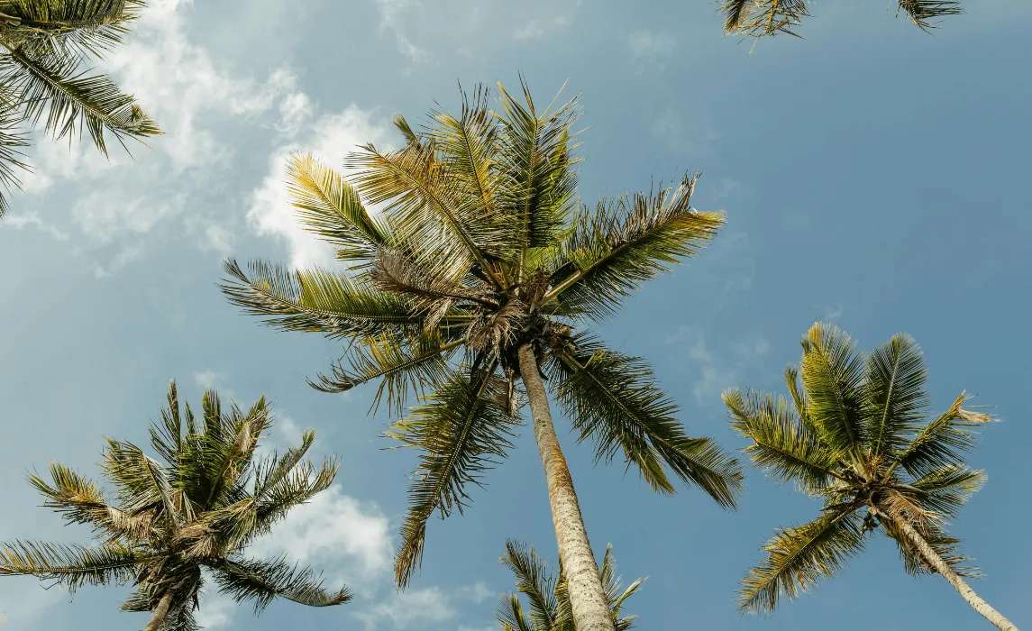 How To Grow Palm Trees