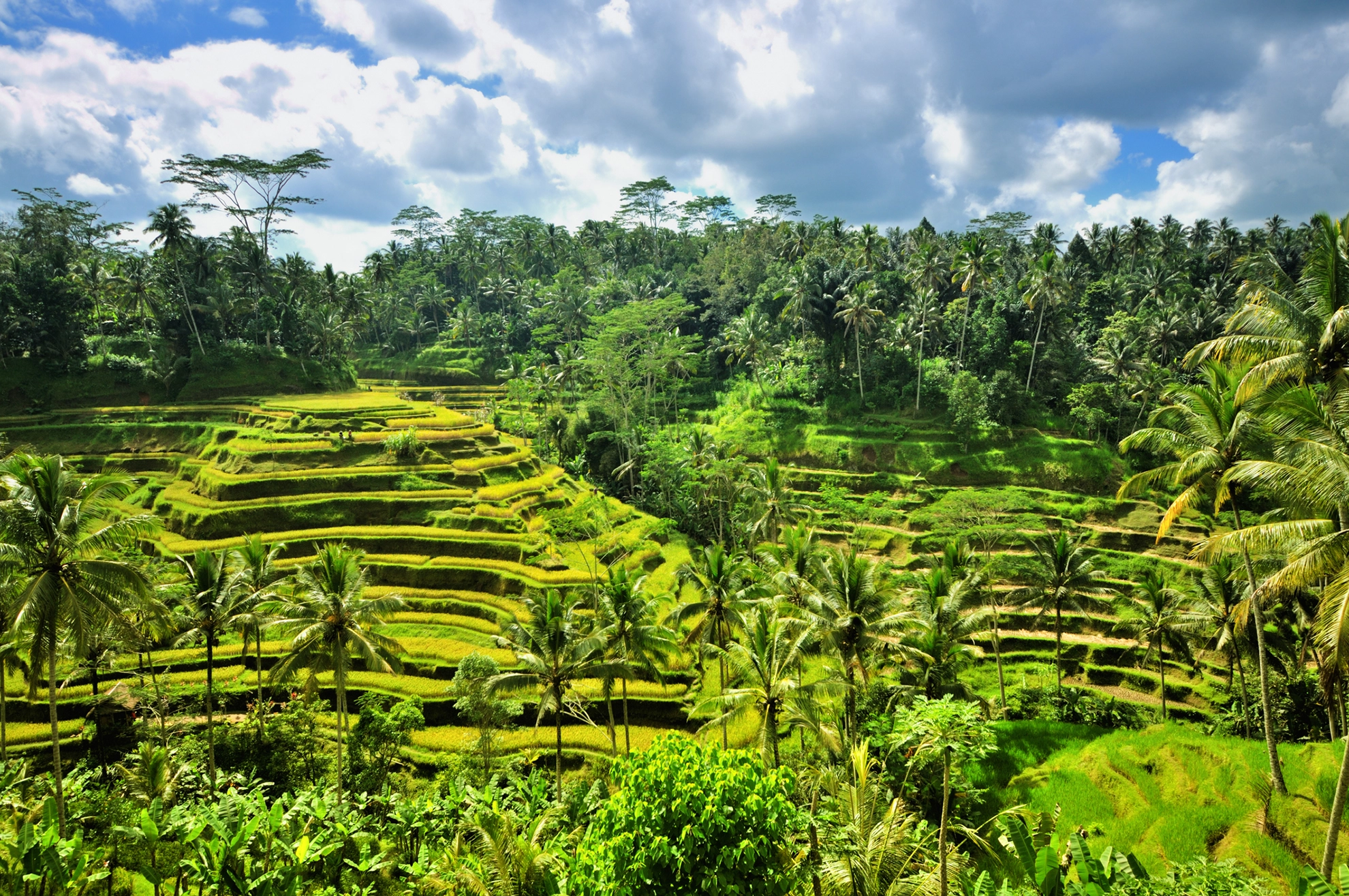 Rice Terraces