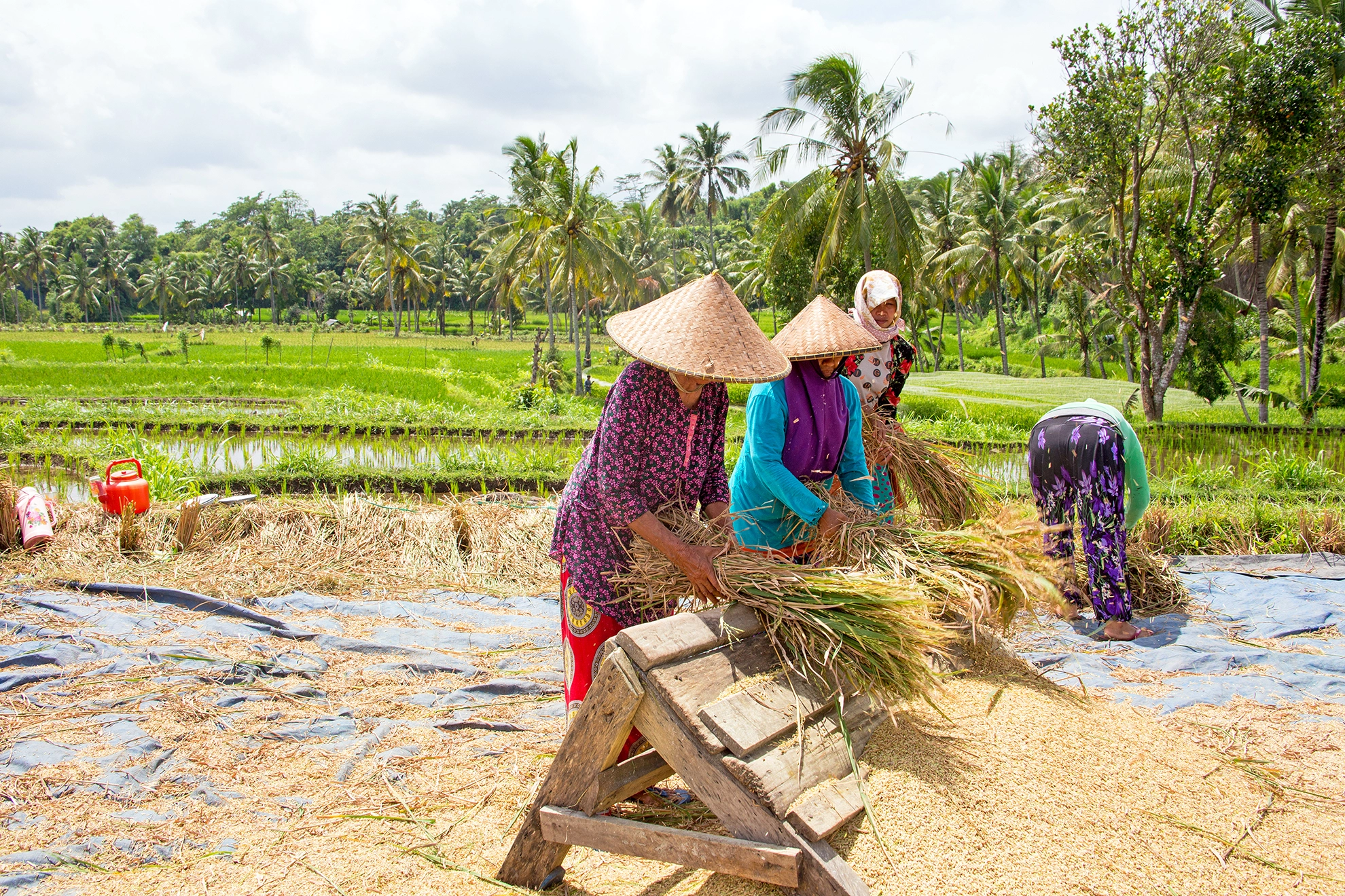 Harvesting rice in Lombok