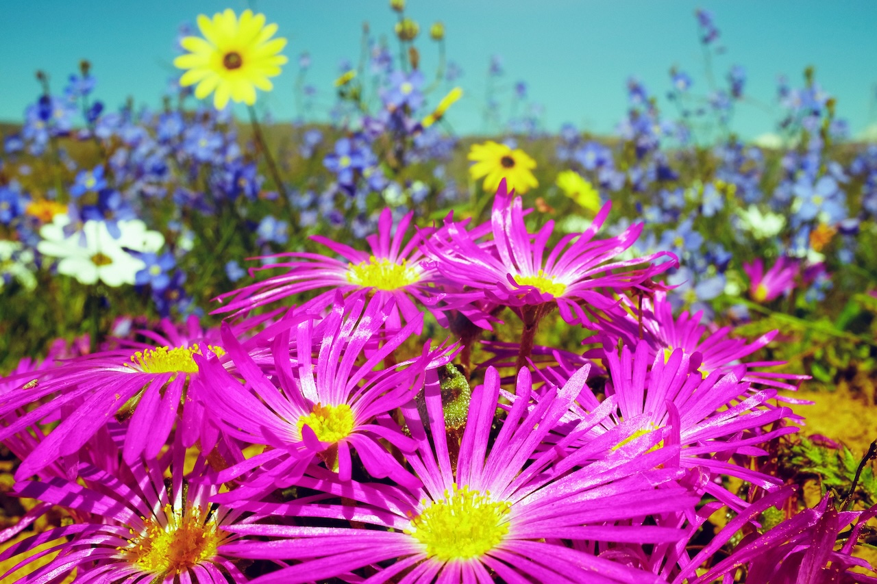 Close up of the Western Cape's famous spring flowers