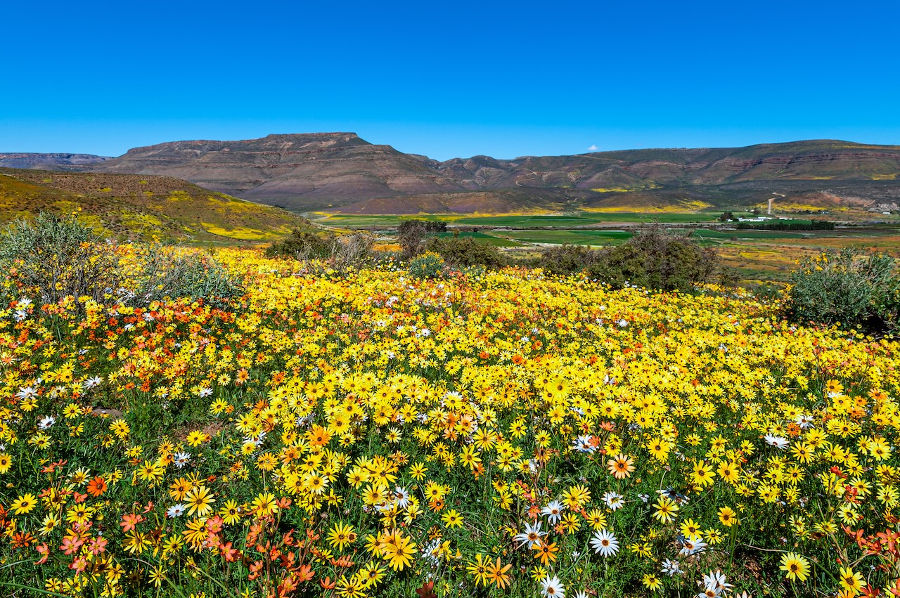 Colorful Cape wildflowers in full bloom